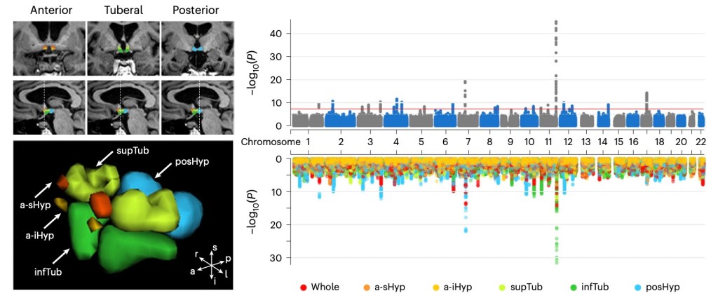 Nature Human Behavior: The genetic architecture of the human hypothalamus and its involvement in neuropsychiatric behaviours and disorders